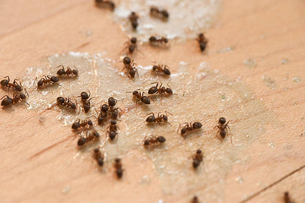 Best Pest Control Near Me in Apple Valley, MN